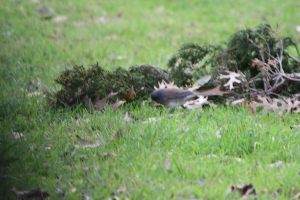 Dark-eyed Junco - ML88883721