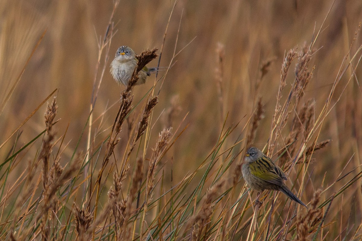 Lesser Grass-Finch - ML88884141