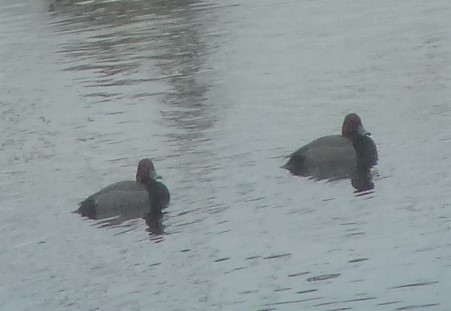 Redhead - ML88884831