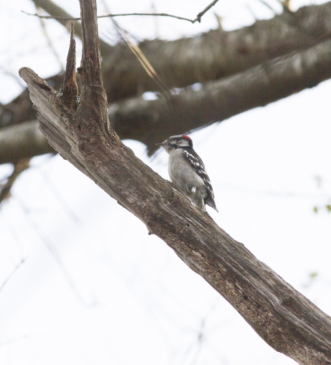 Downy Woodpecker - Brian O'Shea