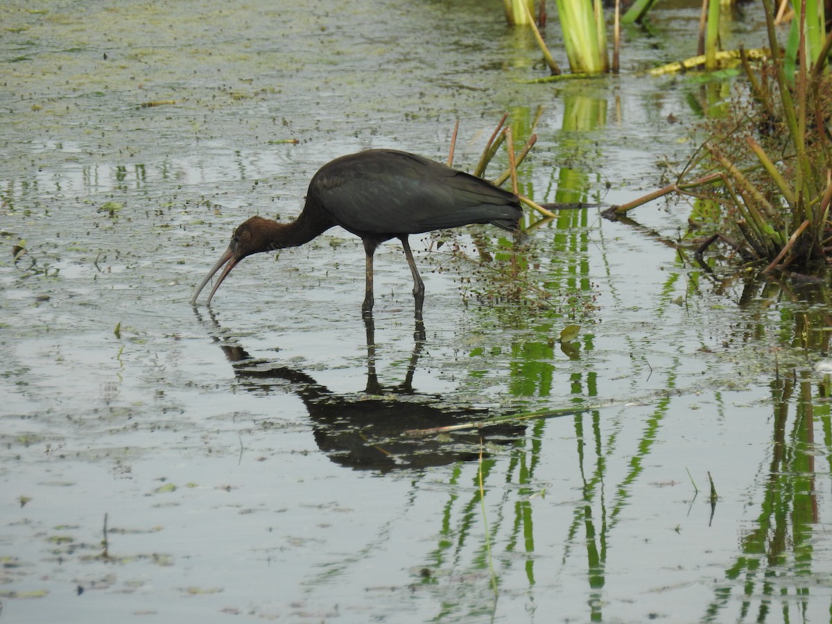 Glossy Ibis - ML88886051