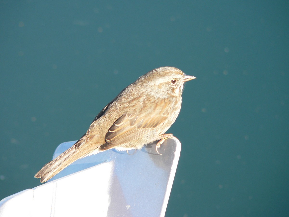 Song Sparrow - ML88886951