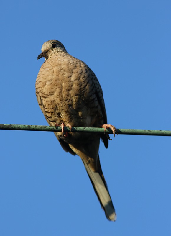 Inca Dove - Amy McAndrews