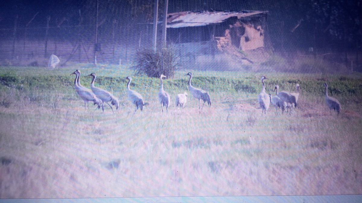 Common Crane - Parvez Shagoo