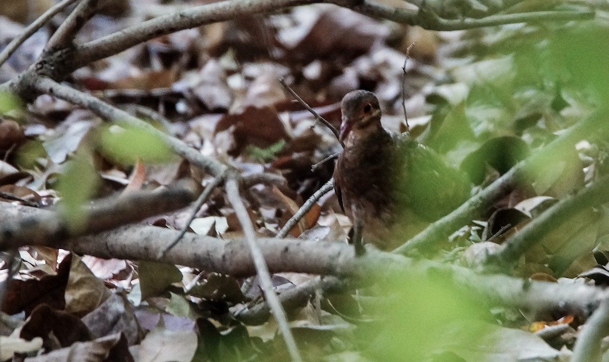 Ruddy Quail-Dove - ML88892521