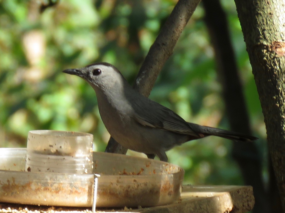 Gray Catbird - ML88893381