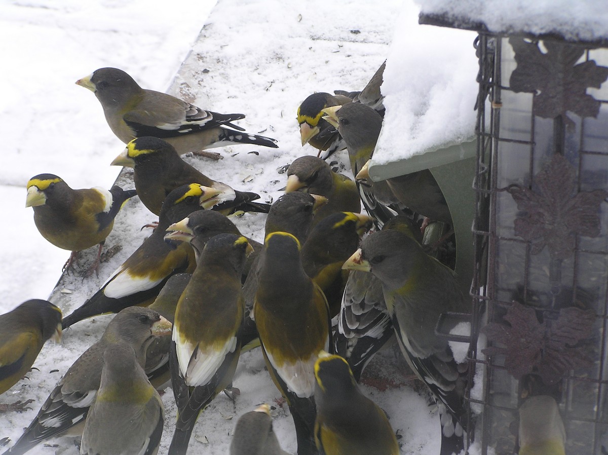 Evening Grosbeak - ML88893651