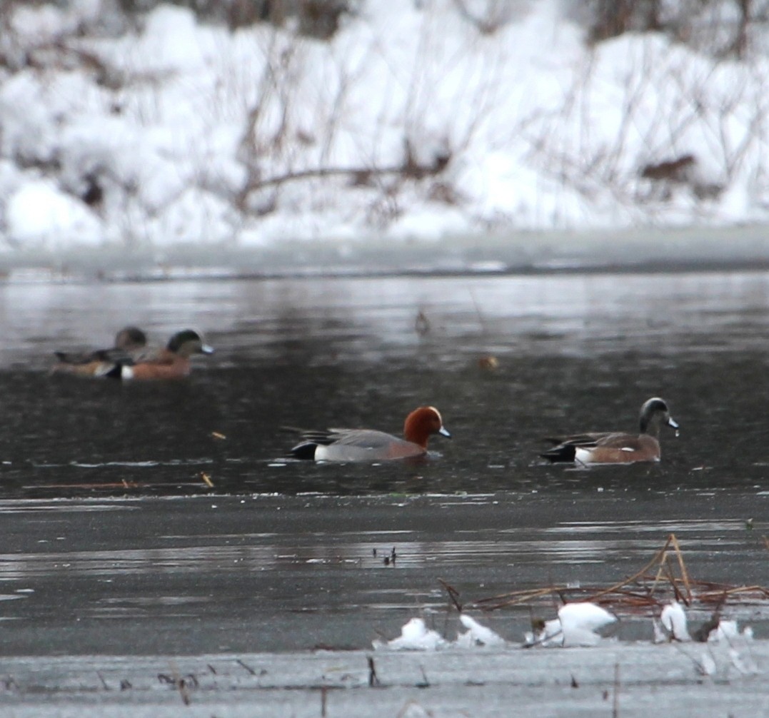 Eurasian Wigeon - Karen Miller