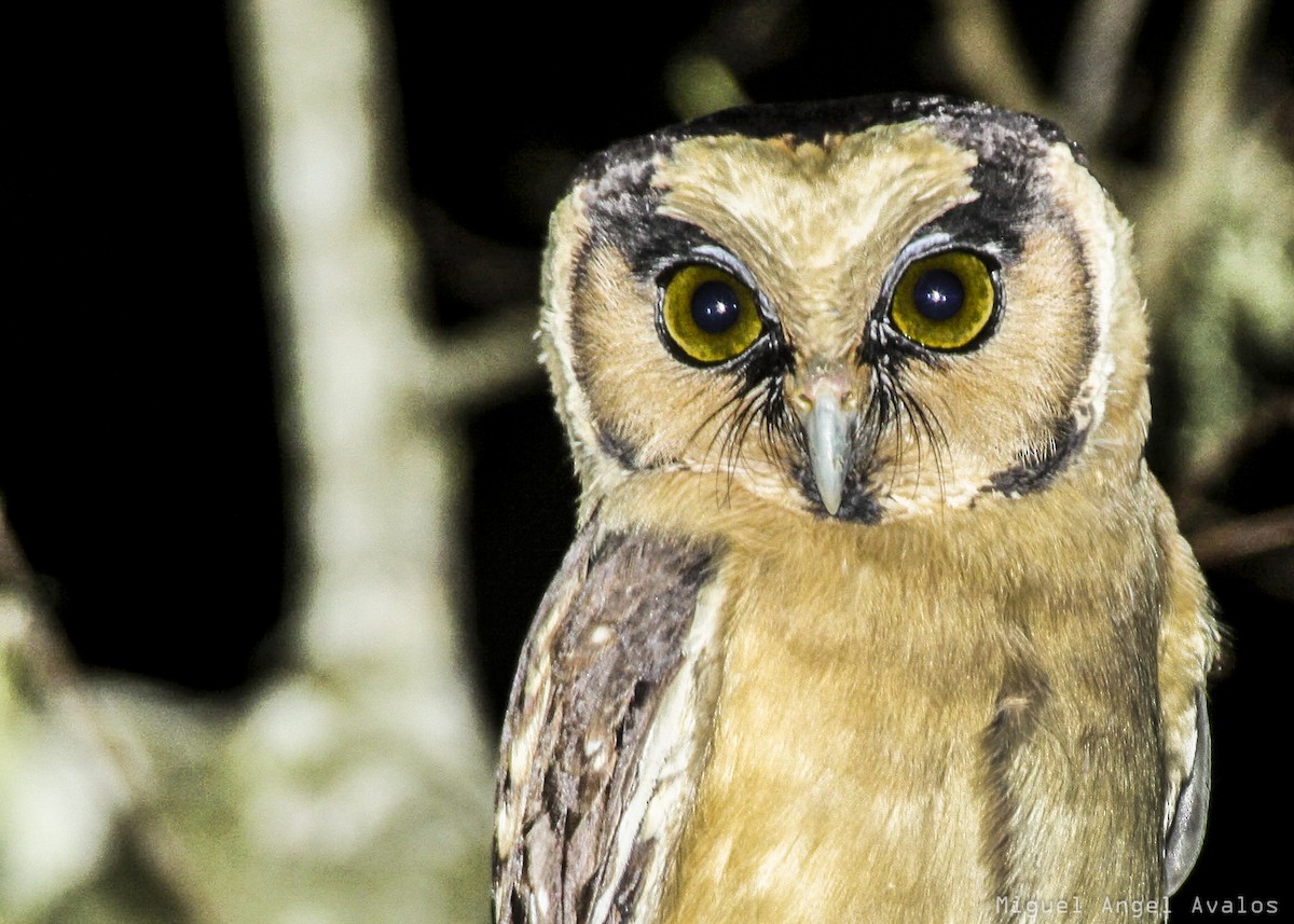 Buff-fronted Owl - ML88896421