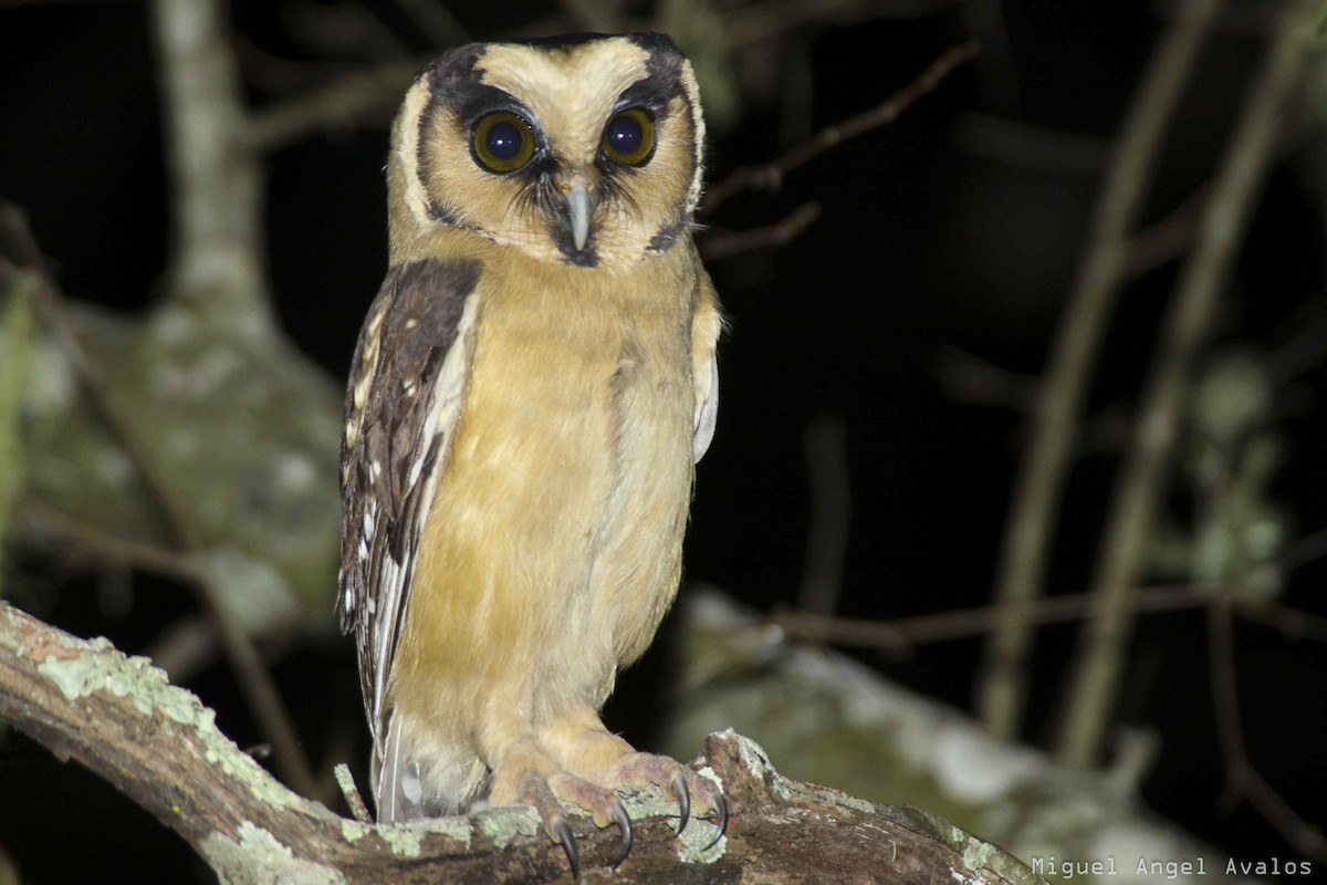 Buff-fronted Owl - ML88896431