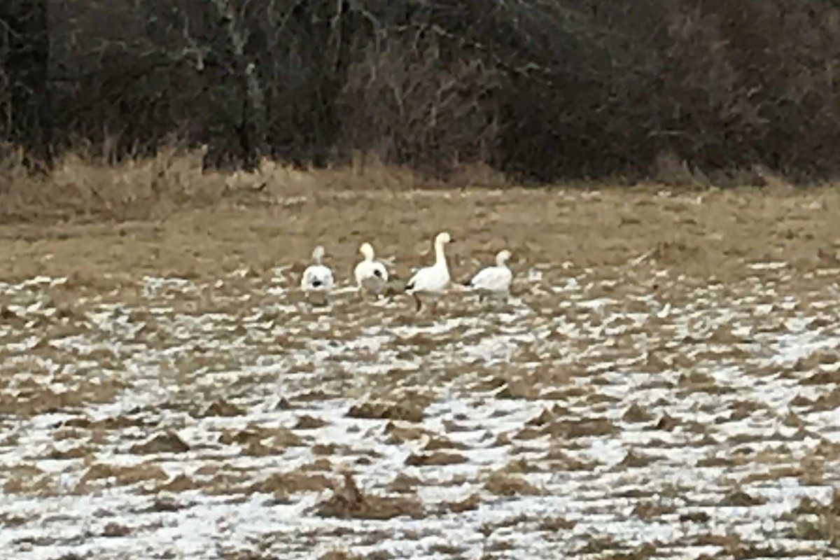 Snow Goose - Christine Whitebread