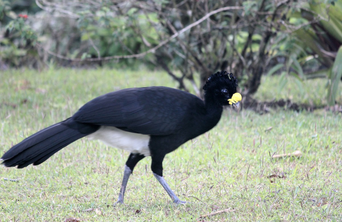 Great Curassow - B Maguire