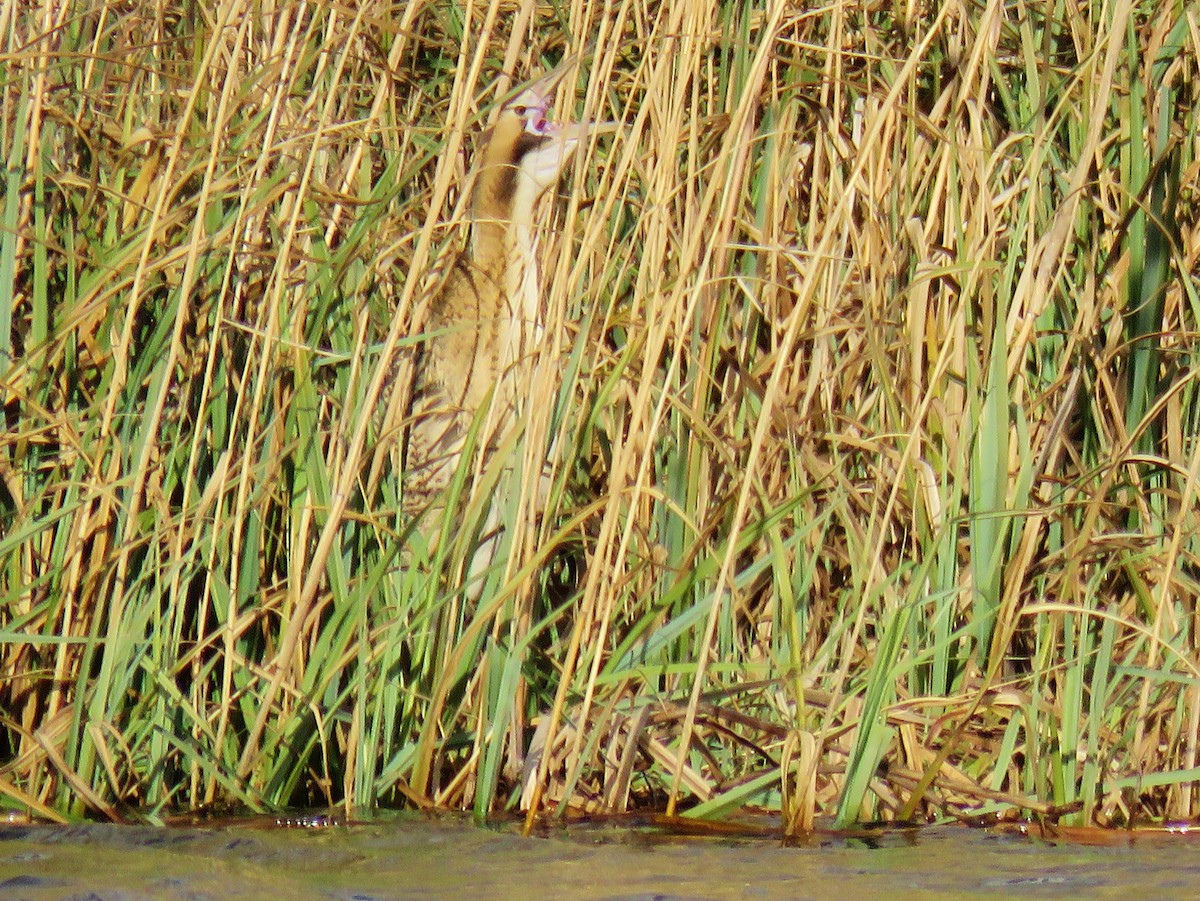 Eurasian Bittern - Thomas Gibson
