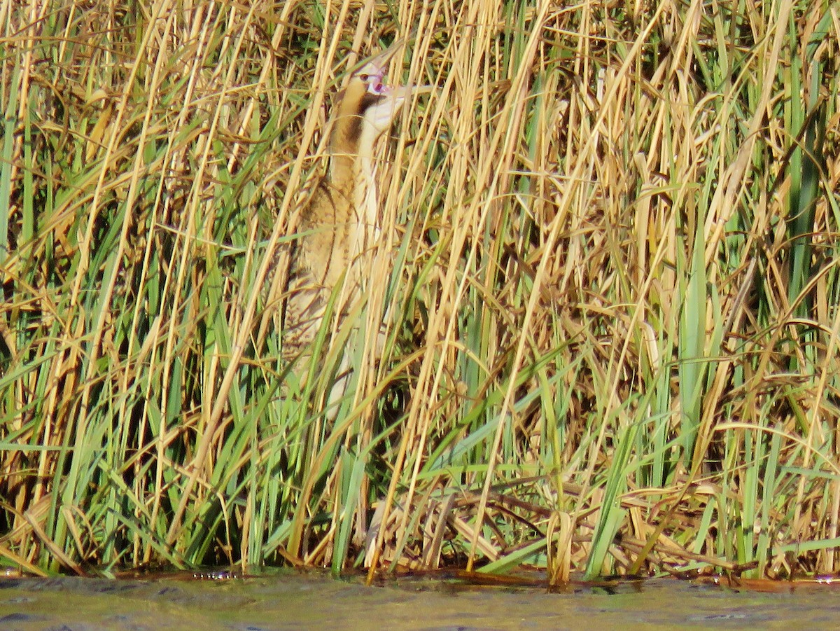 Great Bittern - Thomas Gibson