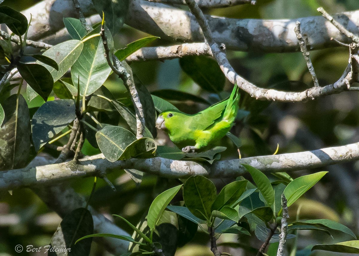 Mexican Parrotlet - ML88899401