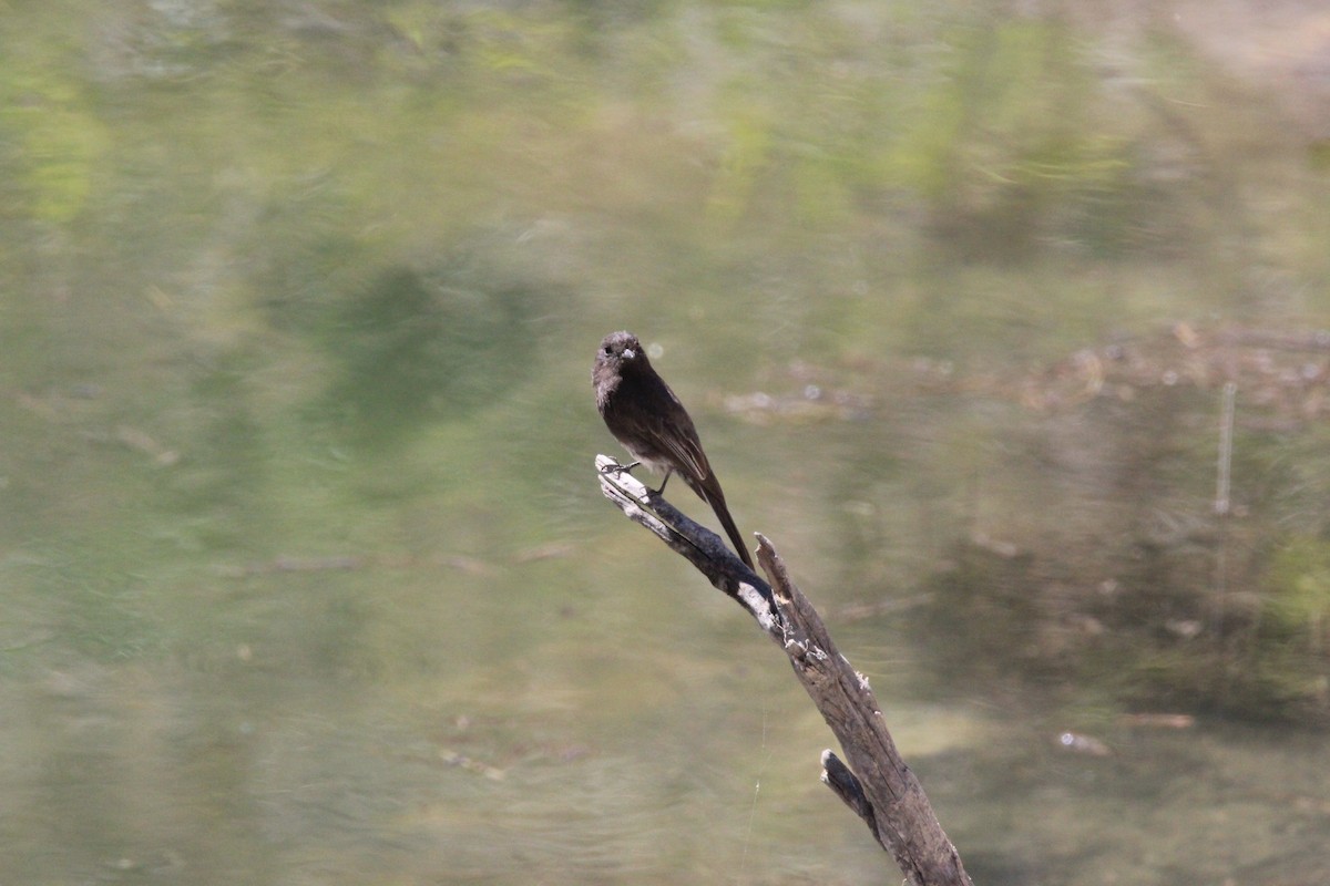 Black Phoebe - ML88899451