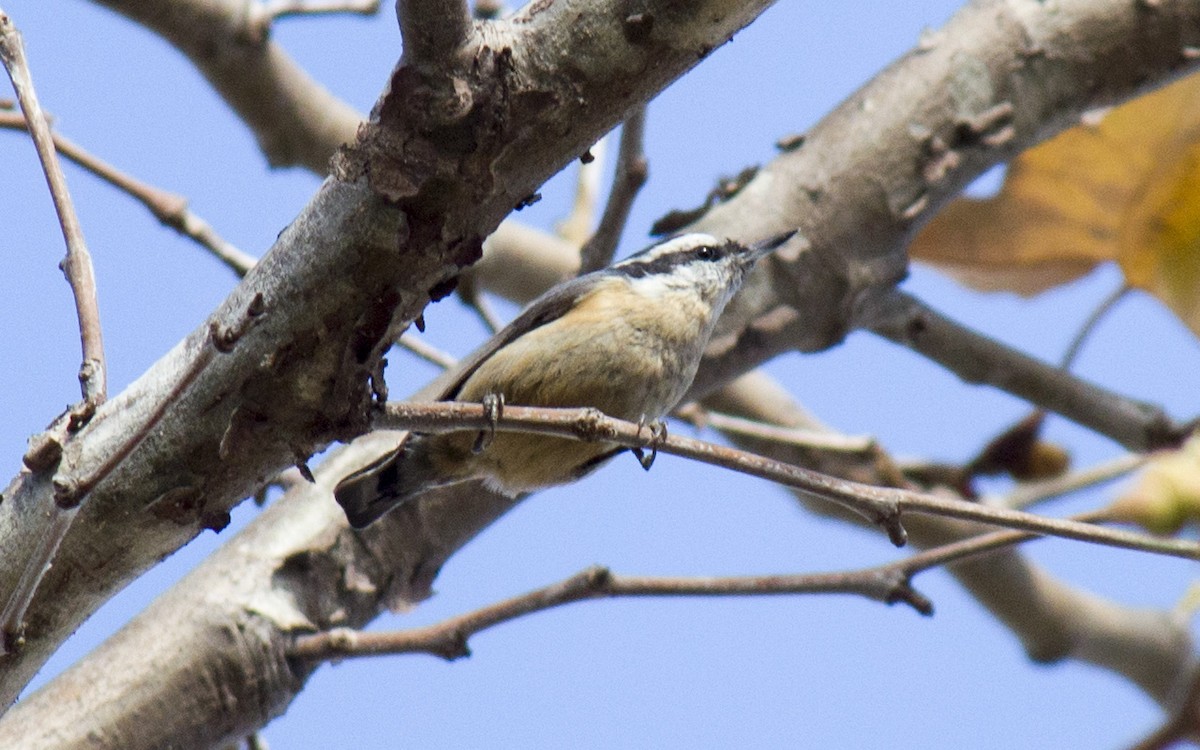 Red-breasted Nuthatch - ML88902201