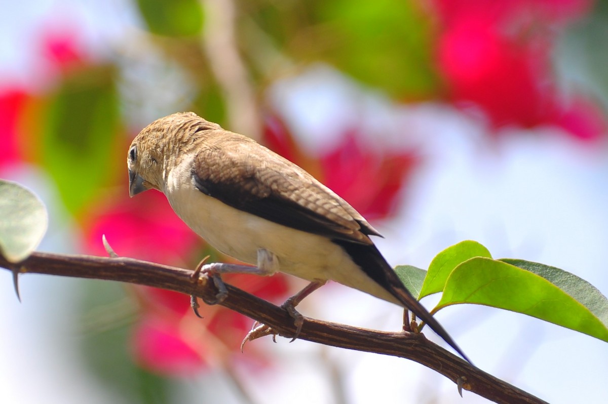 Capuchino Picoplata Africano - ML88903691