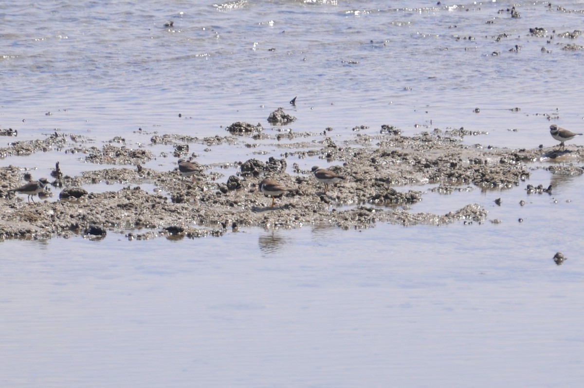 Chorlitejo Grande - ML88904361