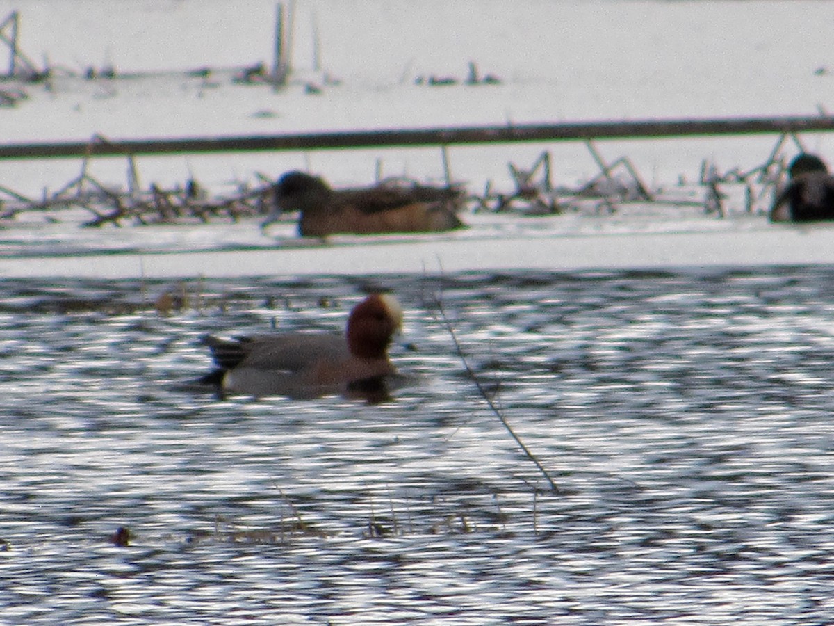 Eurasian Wigeon - scott baldinger