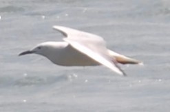 Gaviota Picofina - ML88904691