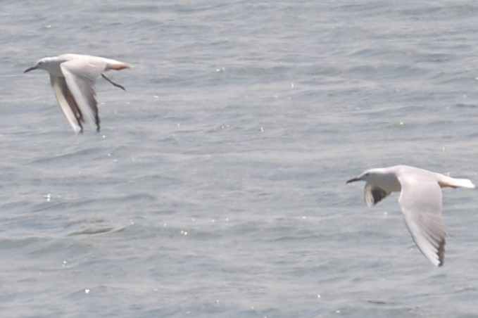 Gaviota Picofina - ML88905021