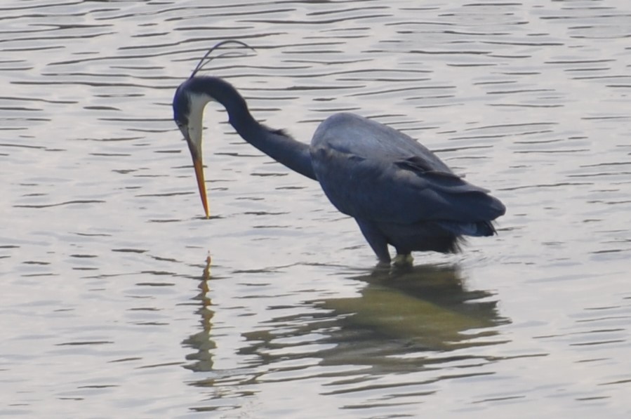 Garceta Dimorfa - ML88906241