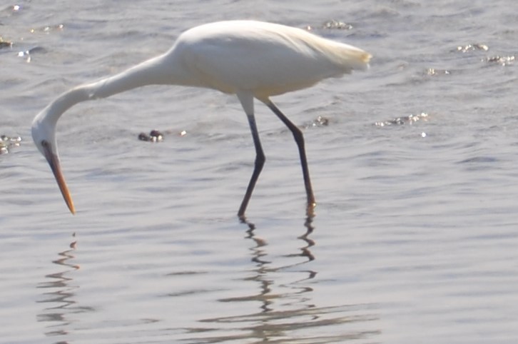 Garceta Dimorfa - ML88906291