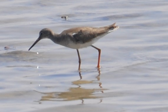 Archibebe Común - ML88906971