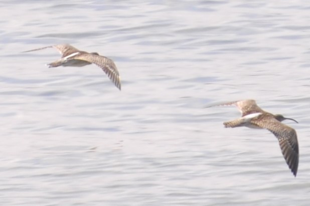 Zarapito Trinador Euroasiático - ML88907361