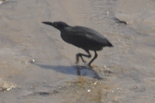 Garcilla Menor - ML88907521