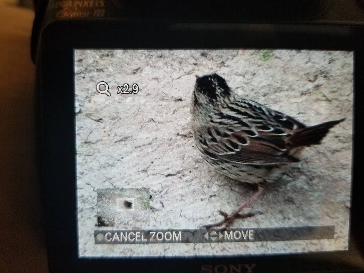 Lincoln's Sparrow - Bob Miller