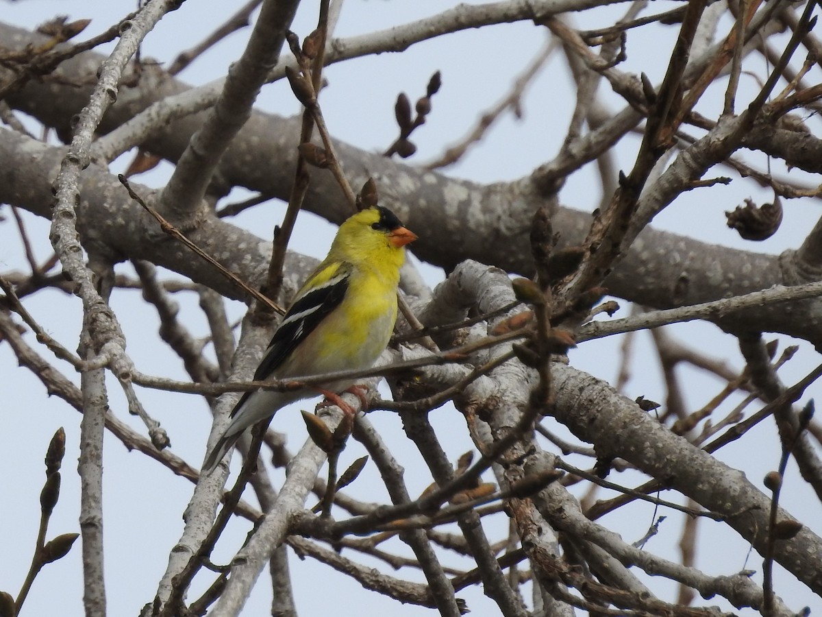 American Goldfinch - ML88912041