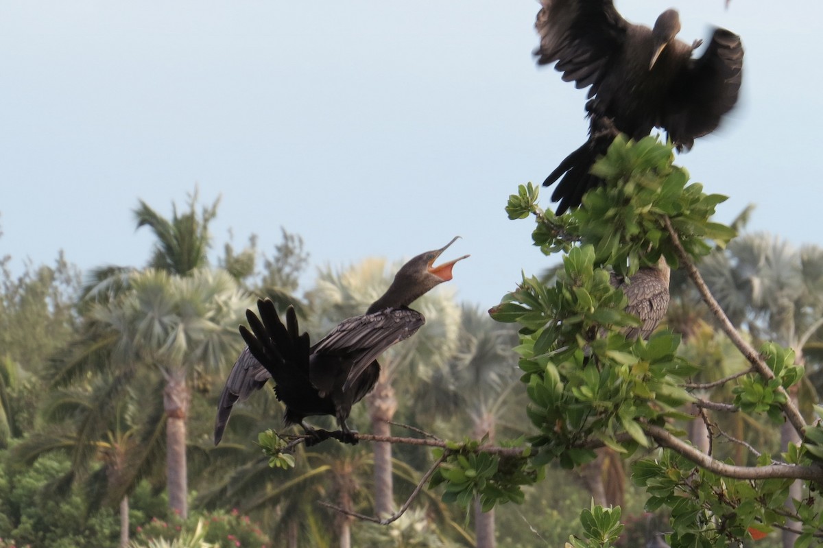 Cormorán Biguá - ML88913931