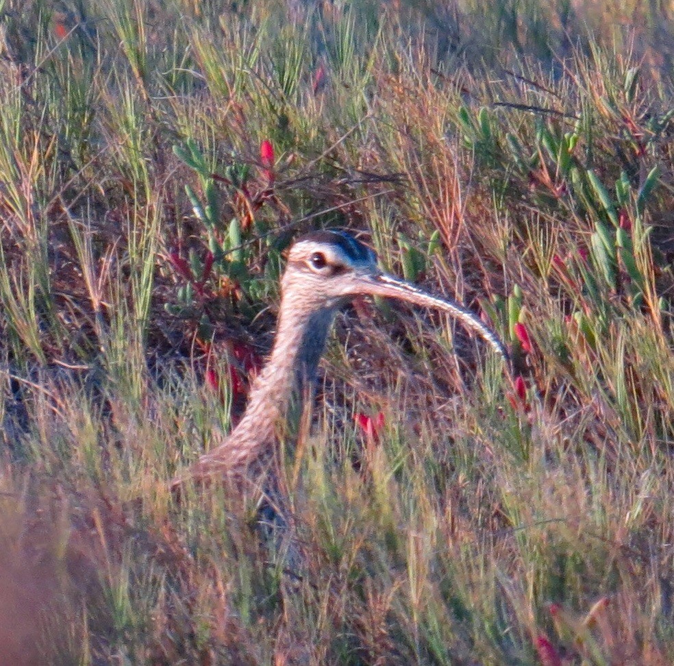 Whimbrel - ML88917211