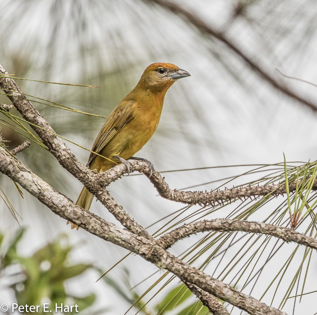 Hepatic Tanager - Peter Hart