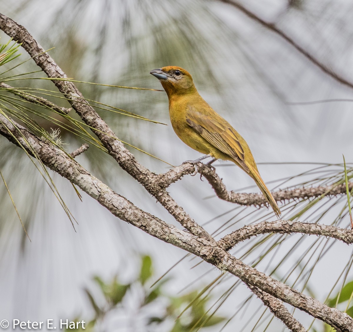 Hepatic Tanager - Peter Hart