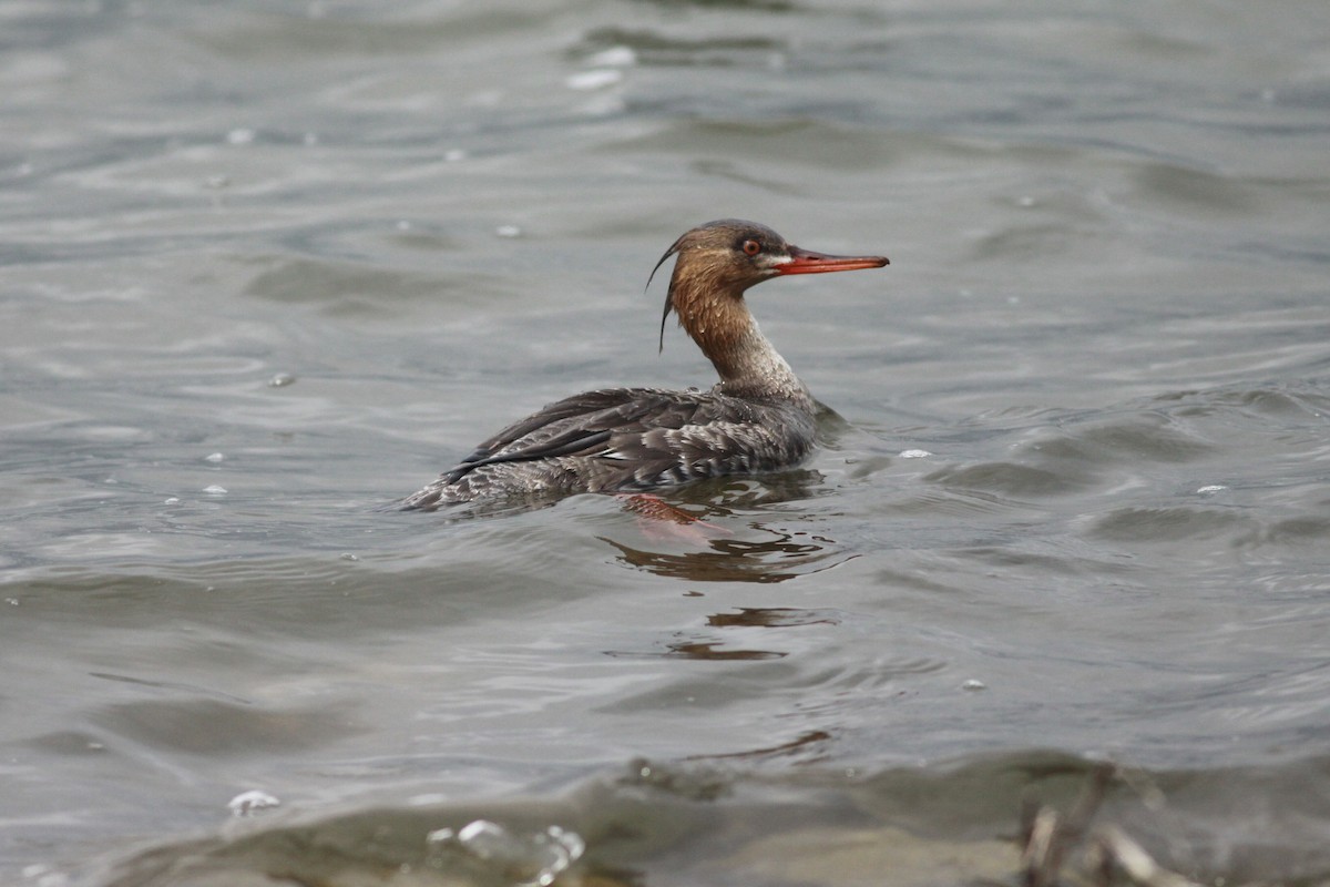 Red-breasted Merganser - ML88920721