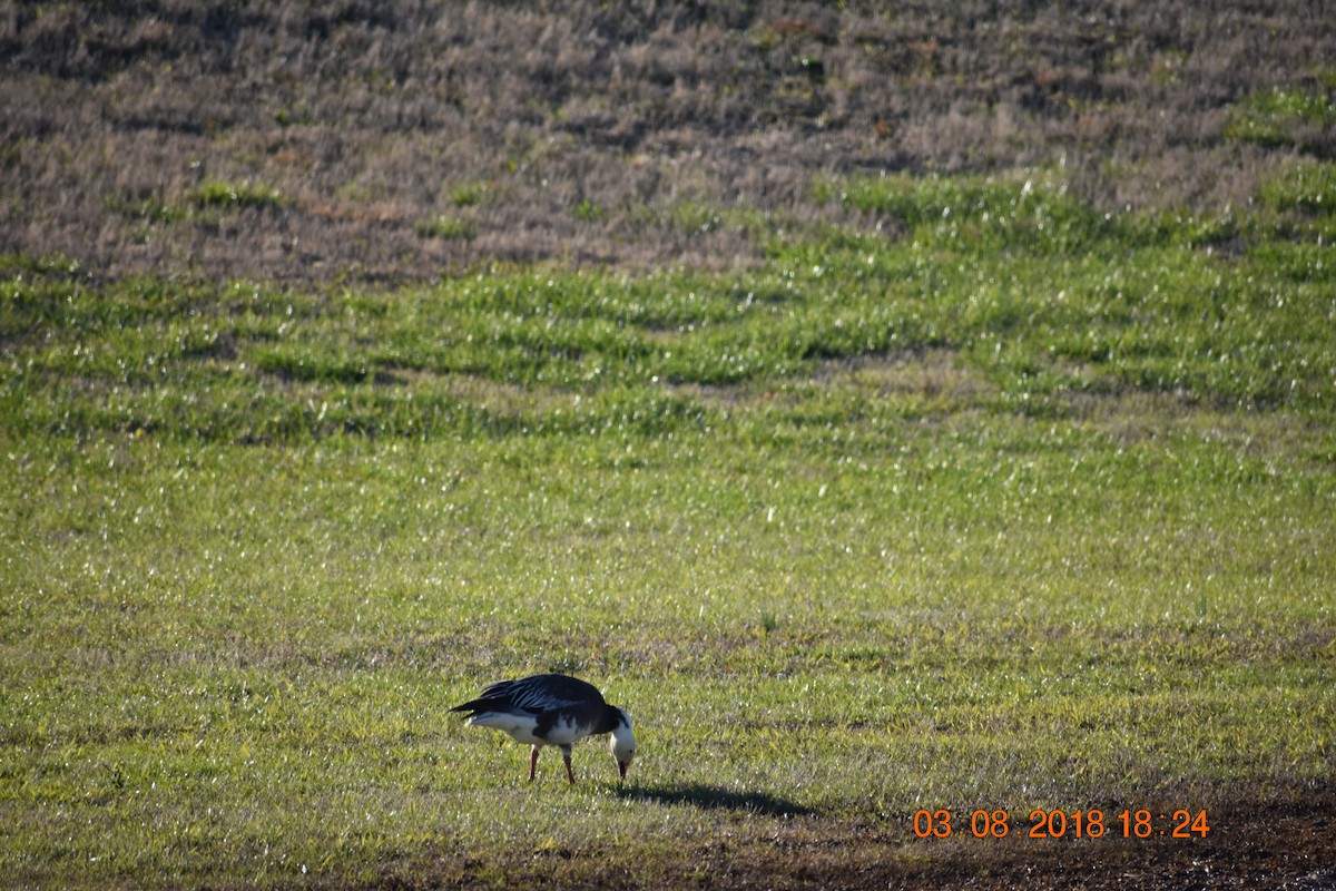 Snow Goose - ML88920781