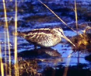 Agachadiza Solitaria - ML88921131