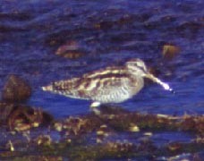 Solitary Snipe - ML88921171