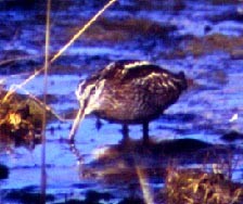 Solitary Snipe - Kristie Nelson