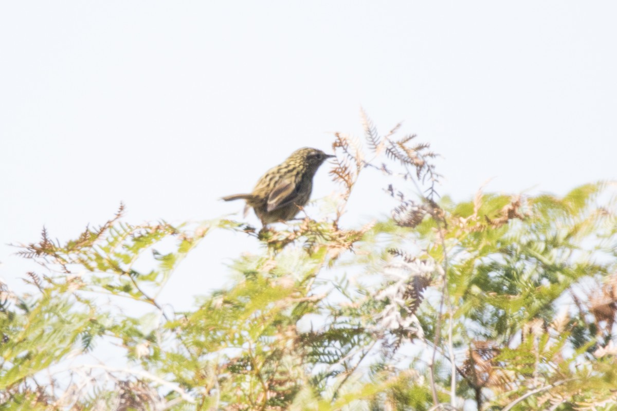 Striated Fieldwren - ML88922771