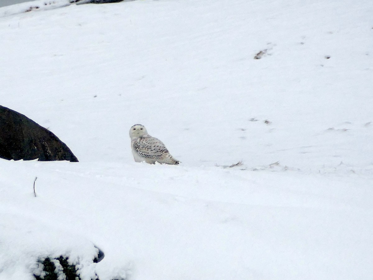 Snowy Owl - ML88924931