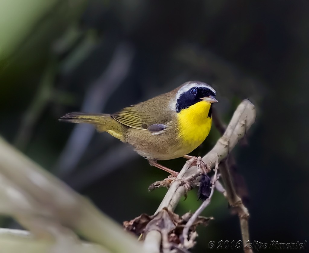 Common Yellowthroat - Felipe Pimentel
