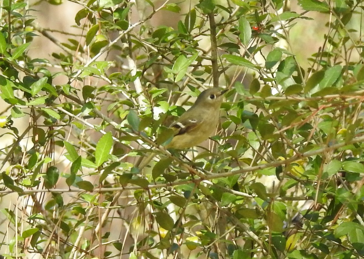 Ruby-crowned Kinglet - ML88930101