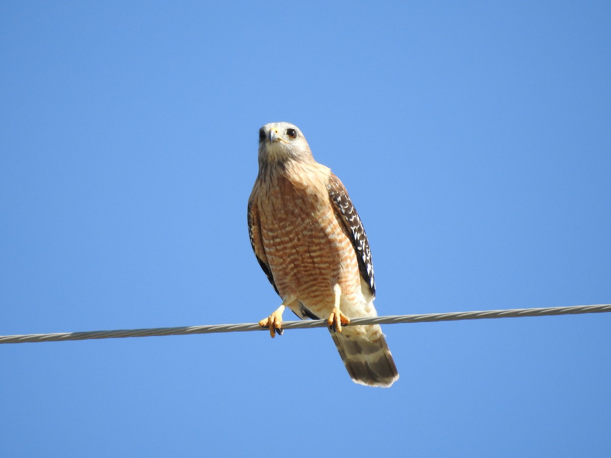 Red-shouldered Hawk - ML88930551