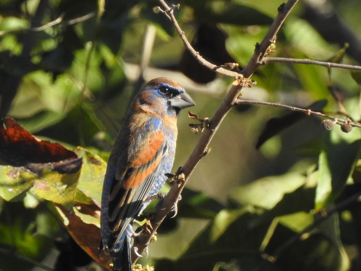 Blue Grosbeak - ML88930871