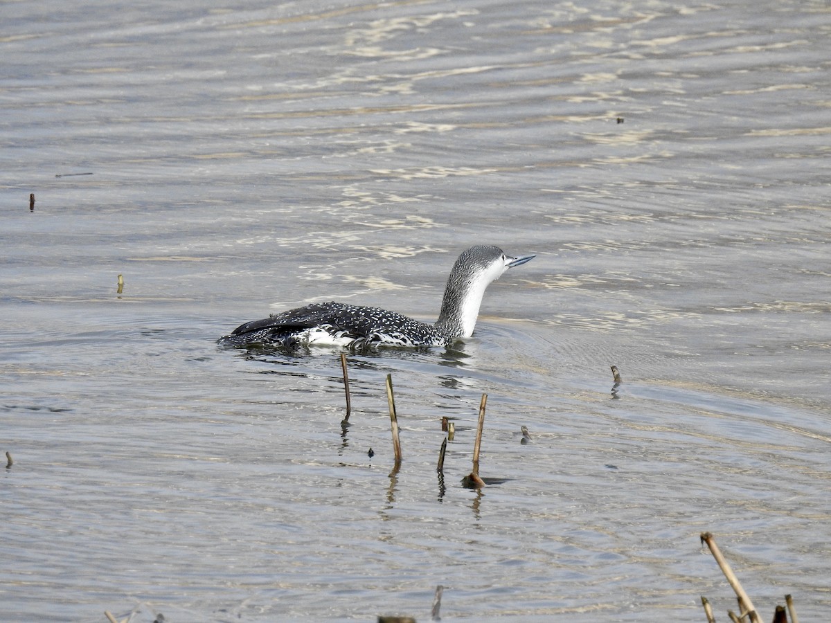 Red-throated Loon - ML88931851