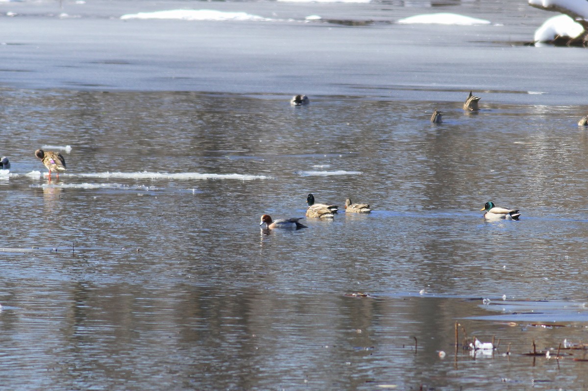 Eurasian Wigeon - ML88932311